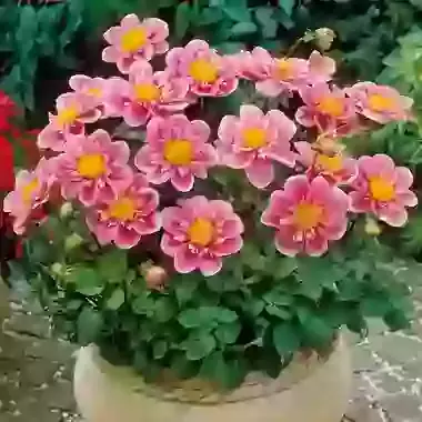 Collarette Hartenaas